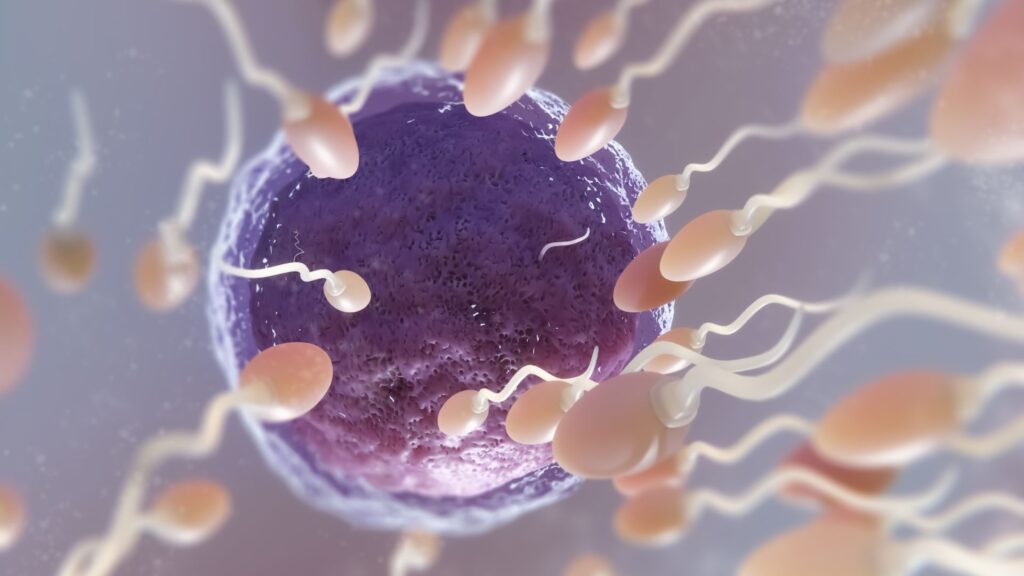Entenda a diferença entre inseminação e FIV